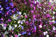 Lobelia fountain mixed for sale  DUDLEY