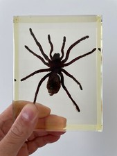 Tarantola gigante resina usato  Molfetta