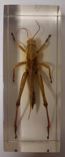 Large asian scorpion for sale  EASTLEIGH