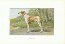 Document ancien chien d'occasion  France