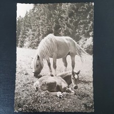 haflinger stute gebraucht kaufen haflinger stute gebraucht kaufen Beeskow