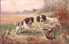 Hunting dogs cocker for sale  South Portland