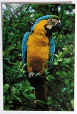Postcard blue gold for sale  MILTON KEYNES