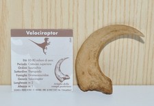 Artiglio dinosauro velocirapto usato  Casalpusterlengo