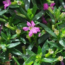 Cuphea hyssopifolia tiny for sale  Winter