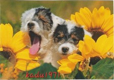 Usado, 524) AK - 2 Junge Jack Russell Terrier, Dog, Tier Hunde Postkarte comprar usado  Enviando para Brazil