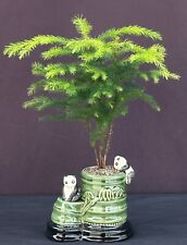 Norfolk island pine for sale  Patchogue