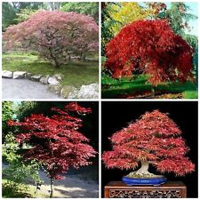 Semi acer palmatum usato  Nizza di Sicilia