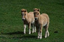 802025 shetland foals for sale  UK
