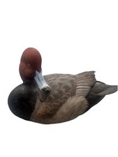 Ducks unlimited redhead for sale  Clearwater
