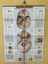 Schädel anatomie poster gebraucht kaufen  Michendorf
