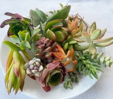 Different varieties beautiful for sale  San Jose