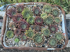Live hardy plants for sale  Portsmouth
