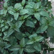 Mint mentha peppermint for sale  SALTASH