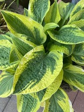 Funkien hosta ableger gebraucht kaufen  Hille