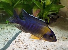 Bicolor 500 peacock for sale  Liberty