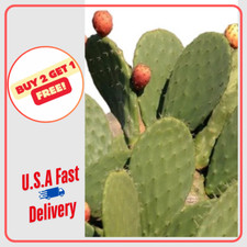 Rooted nopal opuntia for sale  Palm Beach Gardens
