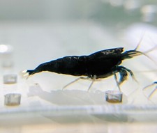 Extreme black king for sale  Marysville