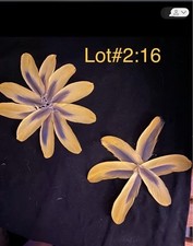 parrot feathers for sale parrot feathers for sale North Windham