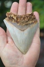 Real megalodon shark for sale  UK