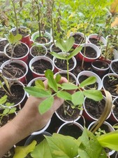 Organic peanut plant for sale  Keavy