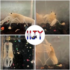 Juvenile white crayfish for sale  Crystal River
