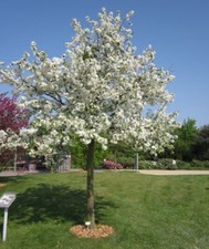 Hawthorn tree 100 for sale  MACCLESFIELD