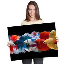 Siamese fighting fish for sale  SELBY
