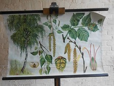 Birke haselnuß haselnus gebraucht kaufen  Ballenstedt