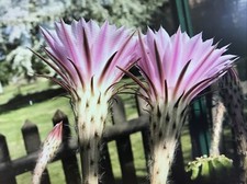 Echinopsis cactus potted for sale  ST. LEONARDS-ON-SEA