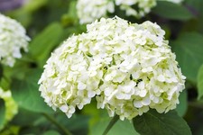 Hydrangea snowball plug for sale  BURTON-ON-TRENT