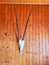 Ryx 125cm höhe gebraucht kaufen  Tholey