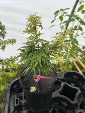 Acer palmatum lady for sale  Hendersonville
