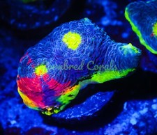 Cornbred presents wwc for sale  Fort Lauderdale