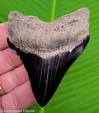 3.53 megalodon shark for sale  Bradenton