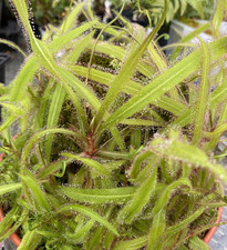 Drosera adelae lance for sale  PRESCOT