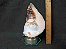 carved conch shell for sale carved conch shell for sale Anna