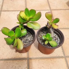 Vaso crassula ovata usato  Barcellona Pozzo di Gotto