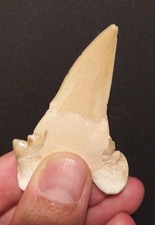 dente squalo usato dente squalo usato Udine