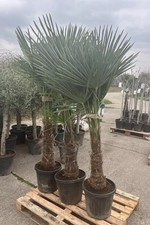 Xxl hanfpalme 170 gebraucht kaufen  Asperg