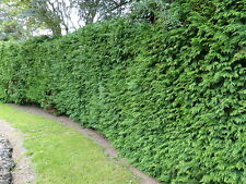 Western red cedar for sale  NEWTOWNARDS