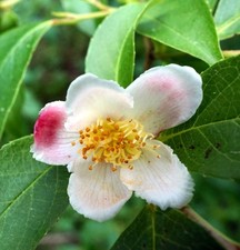 Stewartia rostrata stewartia usato  Napoli