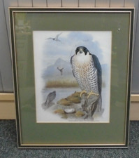 Framed print peregrine for sale  MIRFIELD