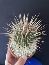 Cactus echinofossulocactus has d'occasion  Aire-sur-l'Adour