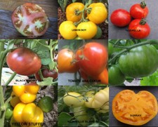 Lots graines tomate d'occasion  Bourges