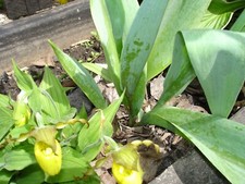 Two yellow lady for sale  Manistique