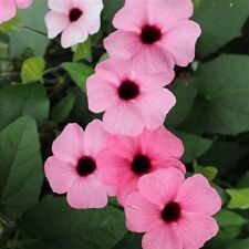 Thunbergia black eyed for sale  MARCH