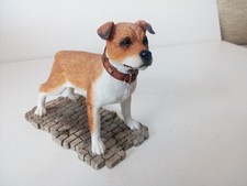Staffordshire bull terrier for sale  SHREWSBURY