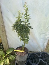 Mikawa yatsubusa seedling for sale  Hendersonville