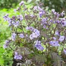 Polemonium heaven scent for sale  UK